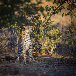 View of a cat looking away