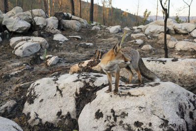 Side view of animal fox on rock 