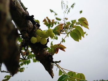 Low angle view of grapes growing on tree against sky