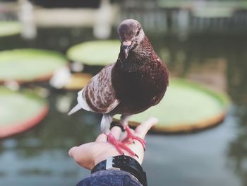 Close-up of a hand holding a bird