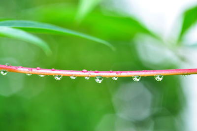 Close-up of water drops on blade of plant