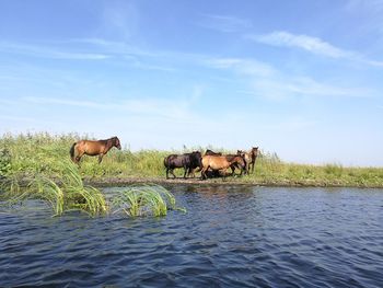 Horses in a farm