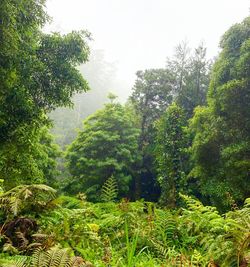 Trees and plants growing in forest