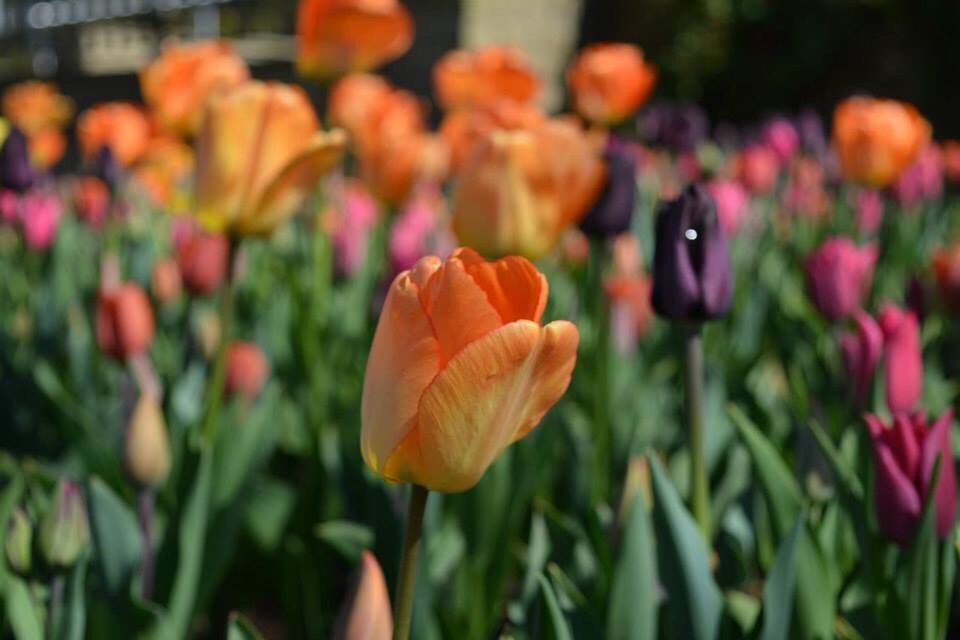 Harlow Carr Gardens