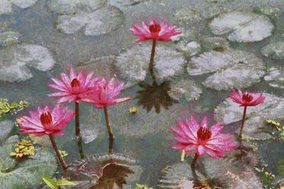 Close-up of pink flowers