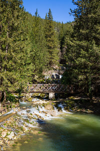 Plants and trees by river in forest