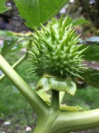 Close-up of fresh green plant