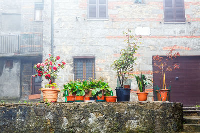 Potted plants on a wall in a backyard