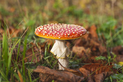 fungus