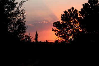 Trees against sky during sunset