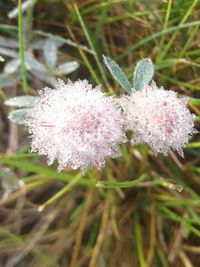 Close-up of snow on plant