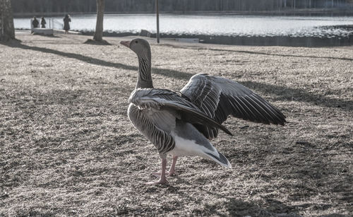 Bird on field by lake