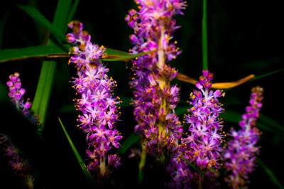 Close-up of purple flowers