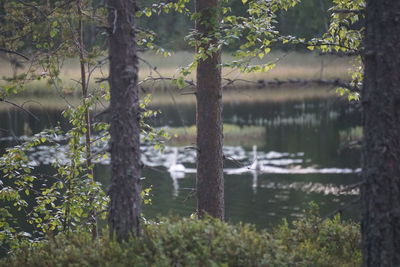 Trees by lake in forest