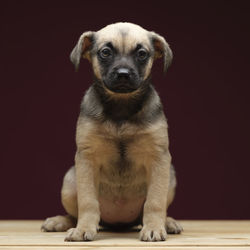 Portrait of puppy sitting against gray background