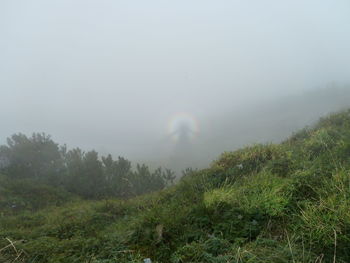 Scenic view of rainbow over forest