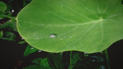 High angle view of insect on wet leaf