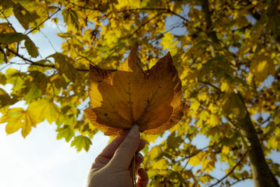 Woman holding maple leaves during autumn