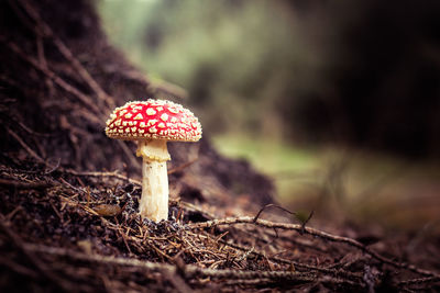 Close-up of fly agaric mushroom on field