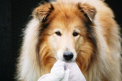 Close-up portrait of a dog