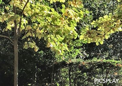 Close-up of leaves on tree