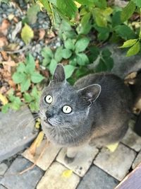 Close-up portrait of cat