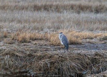 Blue heron perching on a field