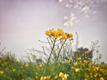 Close-up of yellow flowers blooming in field