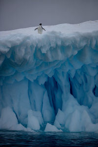 Adelie on an iceberg - charlotte bay antarctica