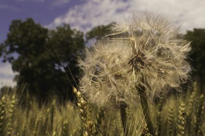 Close-up of dandelion