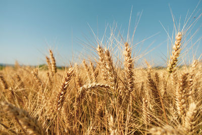 Close-up of wheat growing on field against sky