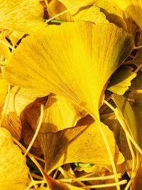 Full frame shot of yellow flower