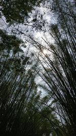 Low angle view of trees against sky