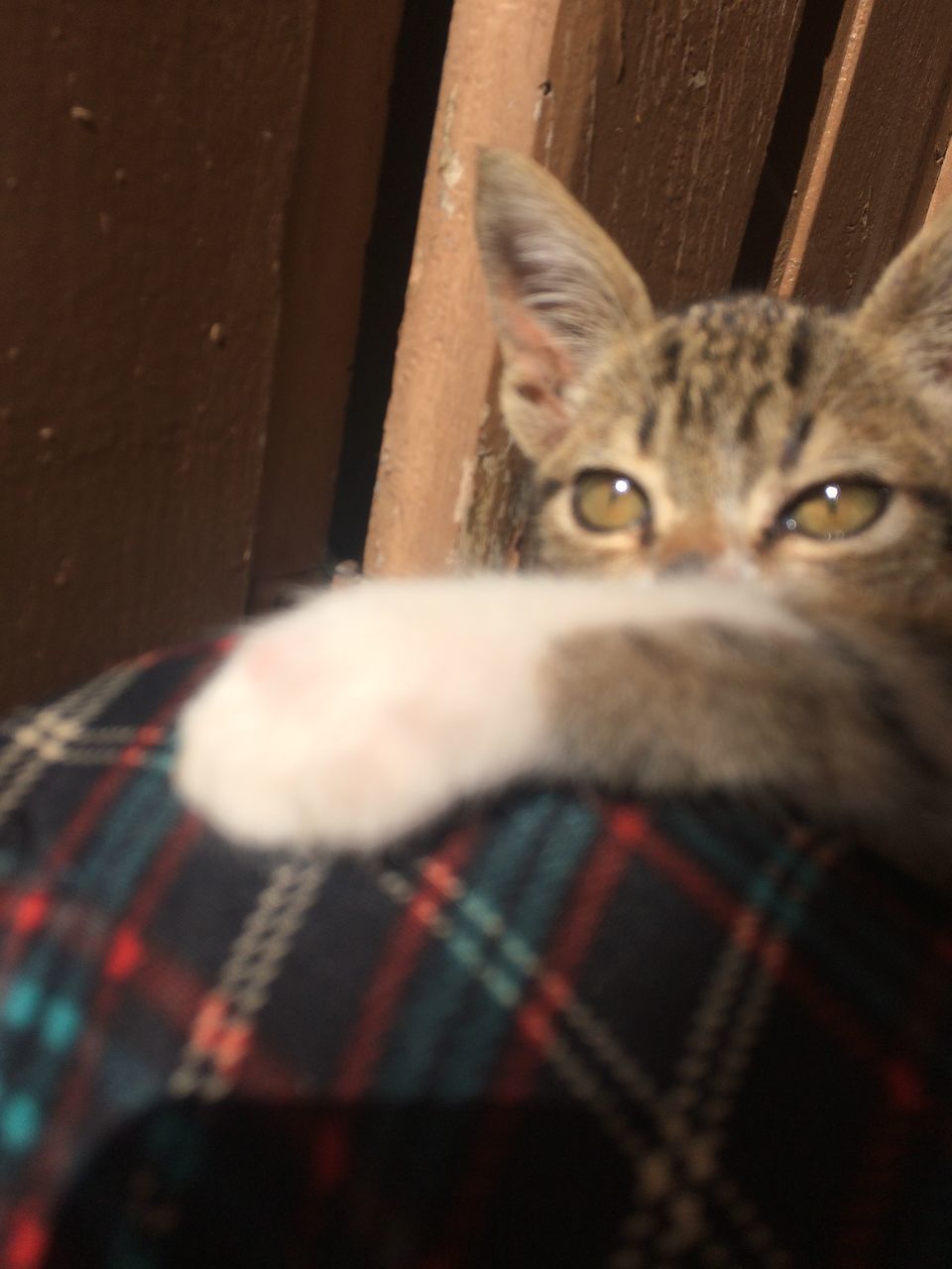 CLOSE-UP PORTRAIT OF A CAT