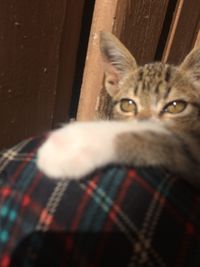 Close-up portrait of a cat at home