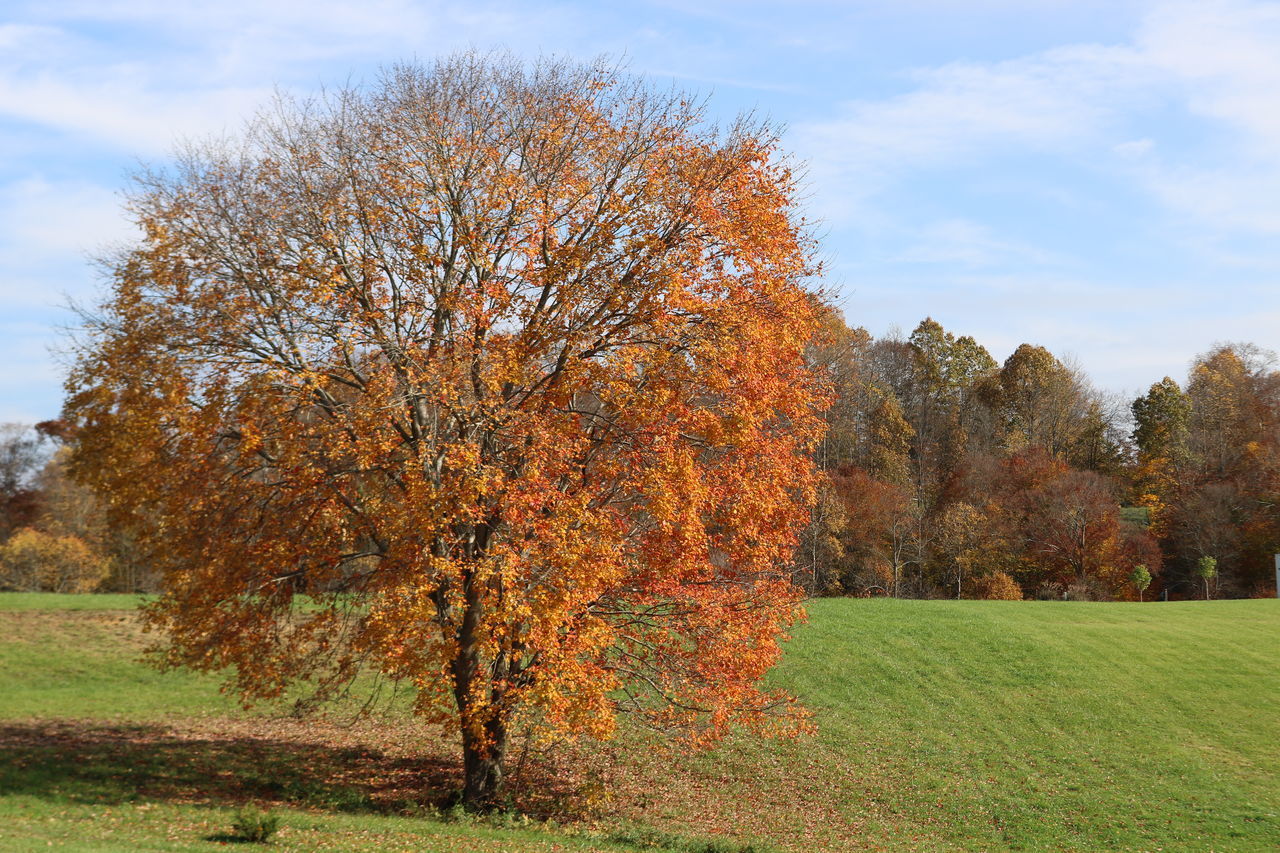 TREE ON FIELD AGAINST SKY