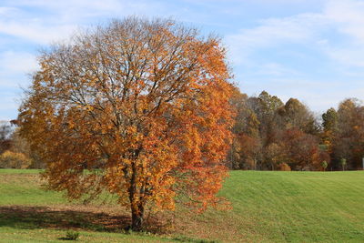 Trees on field against sky during autumn