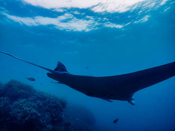 Close-up of fish swimming in sea