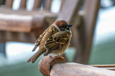 Close-up of bird perching on wood