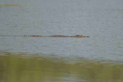 Surface level of a duck swimming in lake