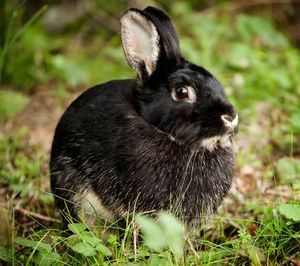 Black rabbit in a forest close-up.