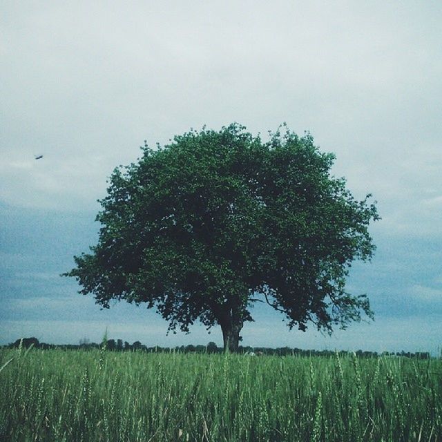 grass, field, sky, tranquil scene, tranquility, growth, landscape, nature, tree, beauty in nature, scenics, green color, grassy, rural scene, agriculture, bird, day, plant, flying, outdoors