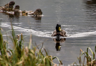 Full length of a duck swimming in lake