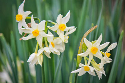 Close-up of white daffodil flowers in field