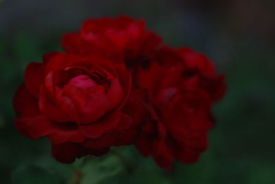 Close-up of red rose