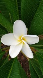 Close-up of white flowers