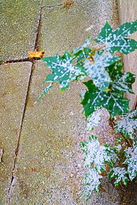 Close-up view of leaf