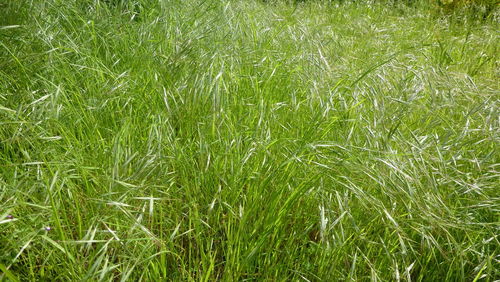 Grass growing on field