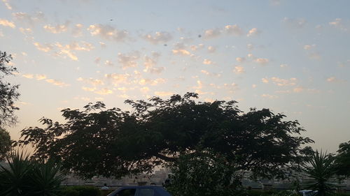 Low angle view of silhouette trees against sky at sunset