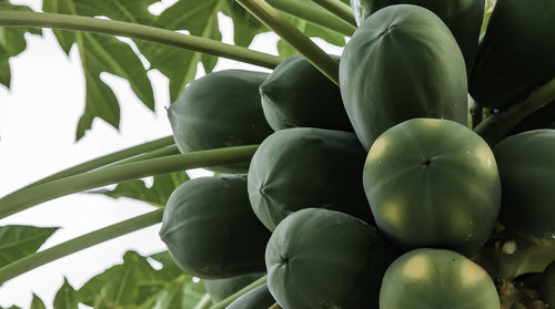 Close-up of fruits growing on papaya plant 